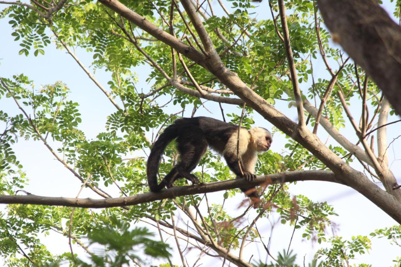 San Simian Lodge La Laguna エクステリア 写真