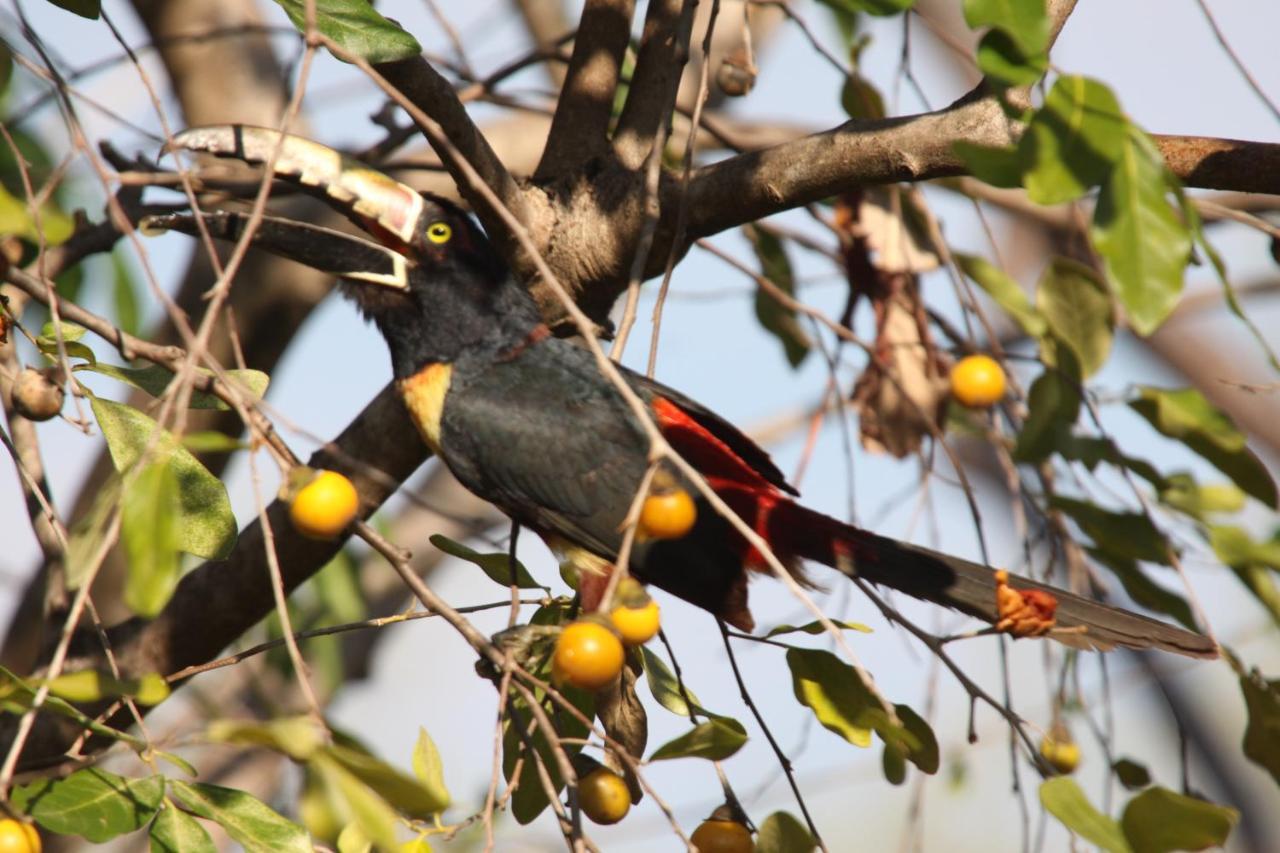 San Simian Lodge La Laguna エクステリア 写真